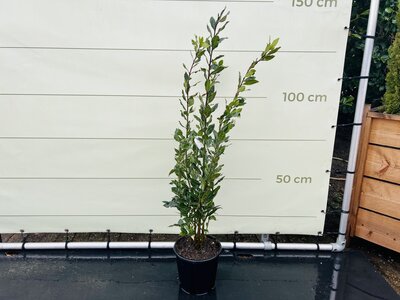 Laurier - laurus nobilis - ca. 100cm