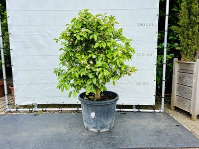 Citrusboom - Grapefruitboom ca. 150 cm