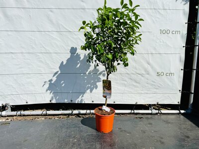 Citrusboom - Calamondin ca. 110 cm