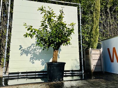 Citrusboom - Limoenboom ca. 220 cm