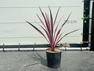 Cordyline Australis - Pink Passion