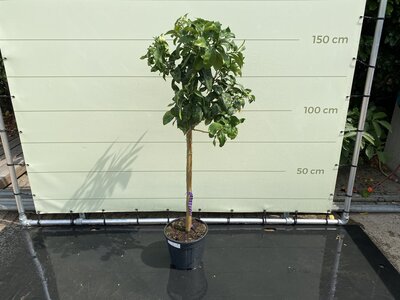 Citrusboom - Grapefruit