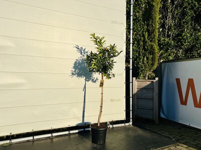 Citrusboom - Kumquat ca. 150 cm