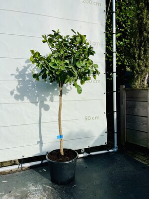 Citrusboom - Limoenboom ca.150 cm