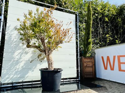 Citrusboom - Granaatappelboom