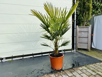 Trachycarpus Fortunei - Stamhoogte 20/30cm Trachycarpus Fortunei - Stamhoogte 20/30cm