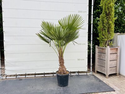 Trachycarpus Fortunei - ca. 160 cm