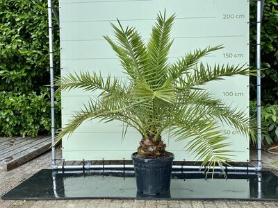 Palmboom - Phoenix Canariensis