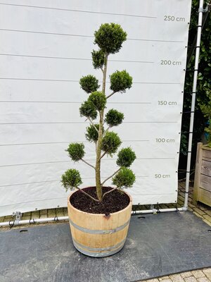 Cupressocyparis Leylandii - Pon Pon in half wijnvat