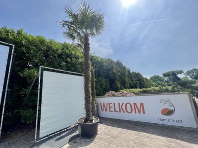 Trachycarpus Fortunei - ca. 500 cm