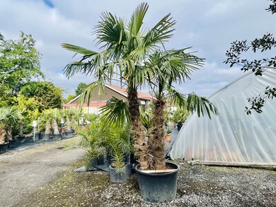 Trachycarpus Fortunei - Chinese waaierpalm ca. 300 cm