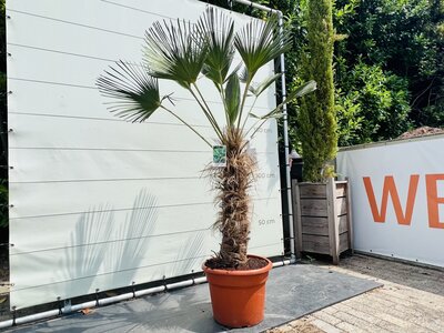 Trachycarpus - Wagnerianus ca. 200 cm