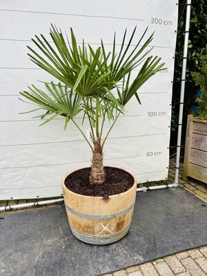 Trachycarpus fortunei - in wijnvat ca. 150 cm Trachycarpus fortunei - in wijnvat ca. 150 cm