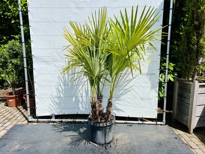 Trachycarpus Fortunei - Chinese waaierpalm ca. 170 cm