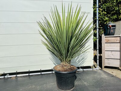 Yucca Faxoniana - ca. 170 cm
