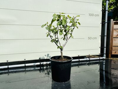 Vijgenboom - Brown Turkey