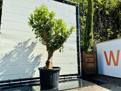 Citrusboom - Sinaasappelboom