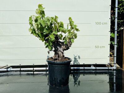 Druivenboom - Op oude stam ca. 120 cm
