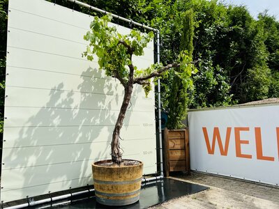 Druivenboom - op oude stam - In half wijnvat