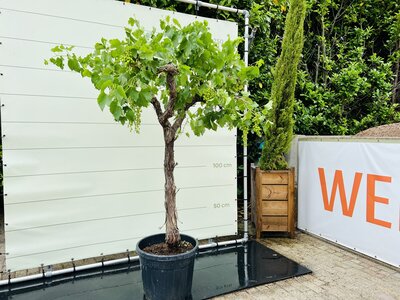 Druivenboom - Op oude stam ca. 220 cm