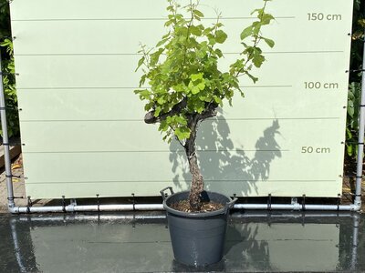 Druivenboom - Op oude stam ca. 110 cm