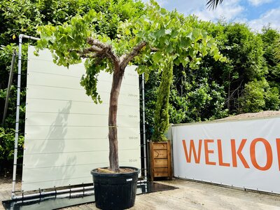 Druivenboom - Op oude stam ca. 240 cm