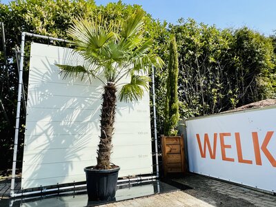 Trachycarpus Fortunei -  Stamhoogte 140 cm