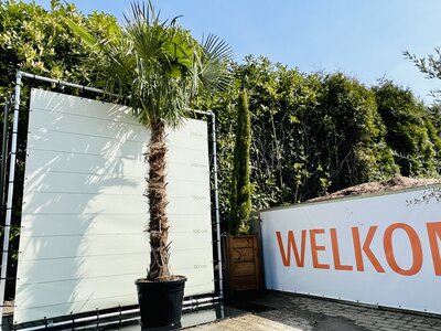 Trachycarpus Fortunei - Stamhoogte 160 cm