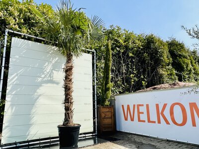 Trachycarpus Fortunei - Stamhoogte 180 cm Trachycarpus Fortunei - Stamhoogte 180 cm