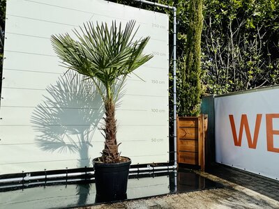 Trachycarpus Fortunei - Stamhoogte 70 cm