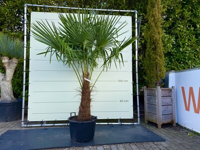Trachycarpus Fortunei - Stamhoogte 90 cm