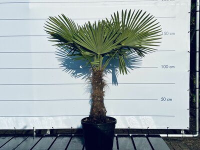 Trachycarpus Fortunei - Stamhoogte 60 cm