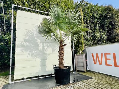 Trachycarpus Fortunei - Stamhoogte 130 cm