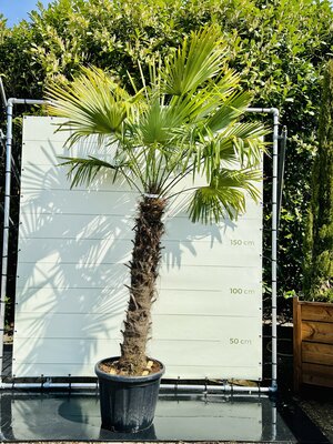 Trachycarpus Fortunei - Stamhoogte 150 cm