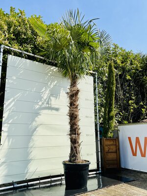 Trachycarpus Fortunei - Stamhoogte 190 cm