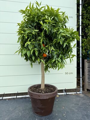 Citrusboom - Mandarijnboom in Decopot