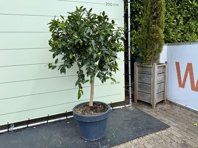 Citrusboom - Limoenboom in Decopot