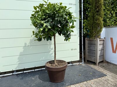 Citrusboom - Sinaasappelboom in Decopot