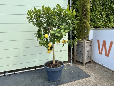Citrusboom - Citroenboom in Decopot