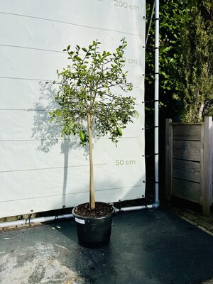 Citrusboom - Limoenkaviaar