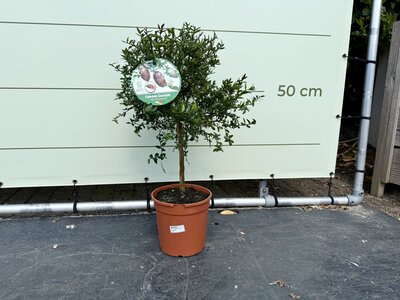 Citrusboom - Limoenkaviaar ca. 70 cm