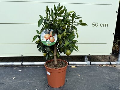 Citrusboom - Kucle ca. 70 cm