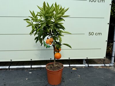 Citrusboom - Clementino ca. 80 cm