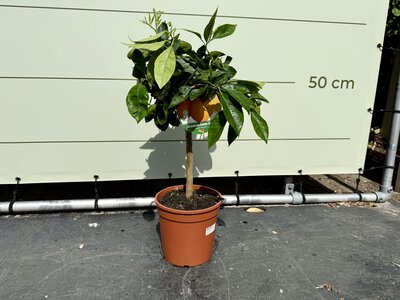 Citrusboom - Sinaasappelboom ca. 70 cm