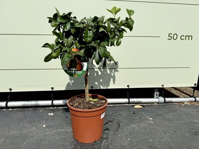 Citrusboom - Limoenboom ca. 70 cm