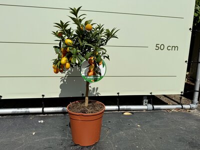 Citrusboom - Kumquat ca. 60 cm