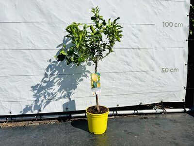 Citrusboom - Limequat ca. 50 cm