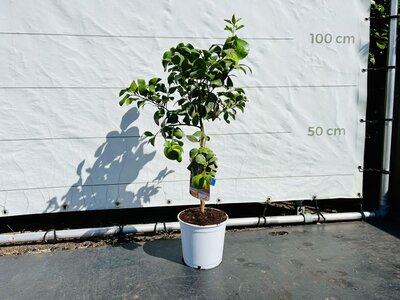 Citrusboom - Grapefruit