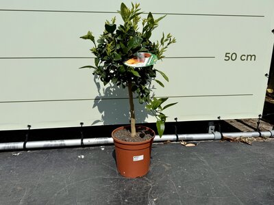 Citrusboom - Mandarijnboom ca. 70 cm