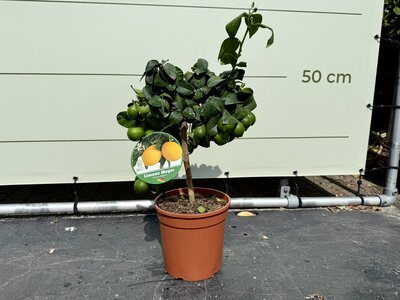Citrusboom - Citroenboom ca. 60 cm